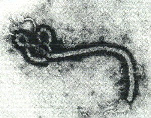 エボラウイルス.jpg